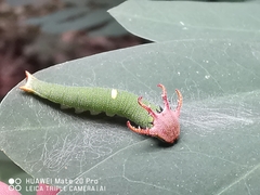 Polyura schreiber