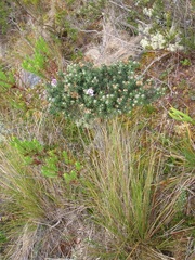 Linochilus phylicoides