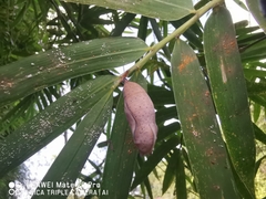 Doleschallia bisaltide