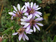 Linochilus phylicoides