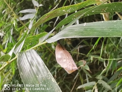 Doleschallia bisaltide