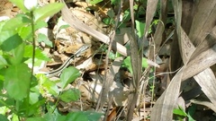 Thamnophis proximus orarius