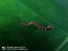 Homodes bracteigutta