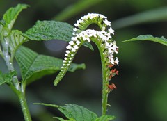 Heliotropium transalpinum