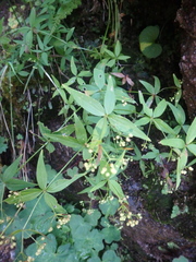 Galium rubioides