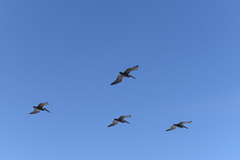 Pelecanus occidentalis