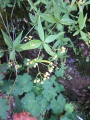 Galium rubioides