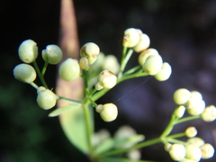 Galium rubioides
