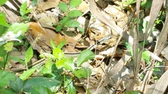 Thamnophis proximus orarius