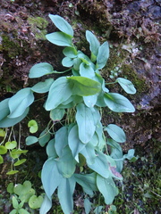 Omphalodes rupestris lojkae