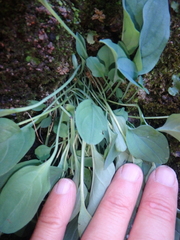 Omphalodes rupestris lojkae