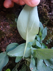 Omphalodes rupestris lojkae
