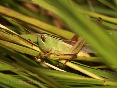 Staurorhectus longicornis