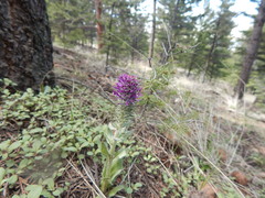 Veronica wyomingensis