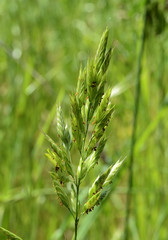 Bromus commutatus