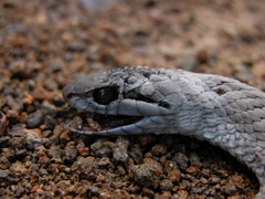 Cubophis cantherigerus