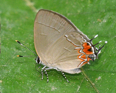 Calycopis cerata