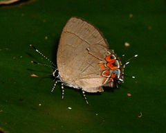 Calycopis cerata