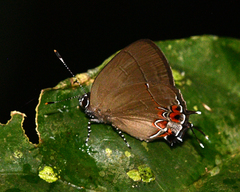 Calycopis cerata