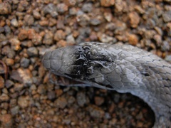 Cubophis cantherigerus