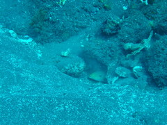 Malacanthus plumieri