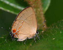 Calycopis petaurister