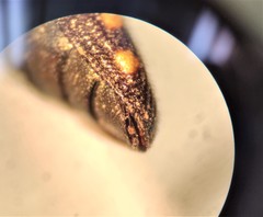 Acmaeodera yuccavora