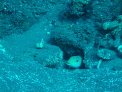 Malacanthus plumieri