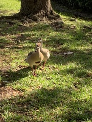 Alopochen aegyptiaca image