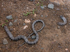 Cubophis cantherigerus