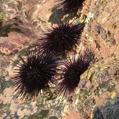 Echinometra vanbrunti