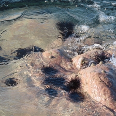 Echinometra vanbrunti