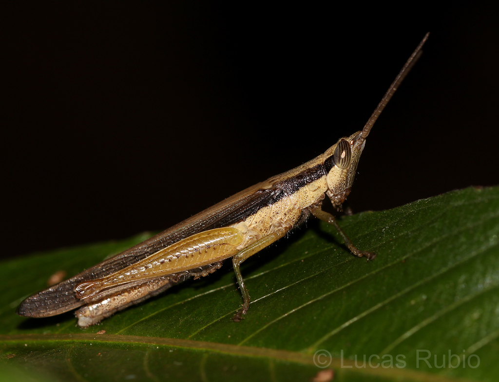 Stenopola pallida