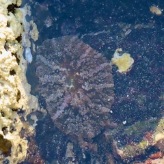 Actinostella bradleyi