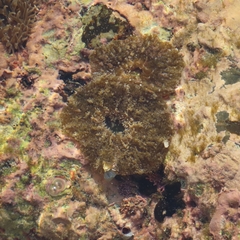 Actinostella bradleyi