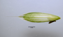 Bromus commutatus
