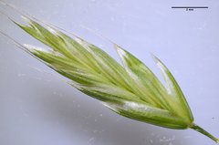 Bromus commutatus