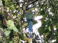 Momotus aequatorialis