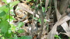Thamnophis proximus orarius