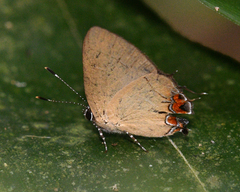 Calycopis trebula