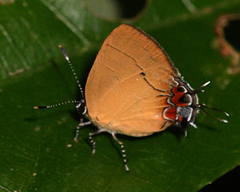 Calycopis trebula