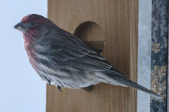 Haemorhous mexicanus