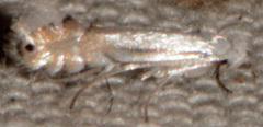 Phyllonorycter argentifimbriella