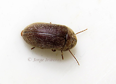 Ptinidae