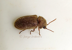 Ptinidae