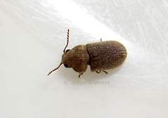 Ptinidae