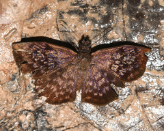 Camptopleura auxo