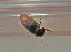 Ptinidae