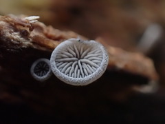 Resupinatus trichotis