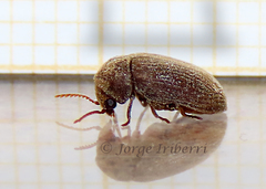Ptinidae